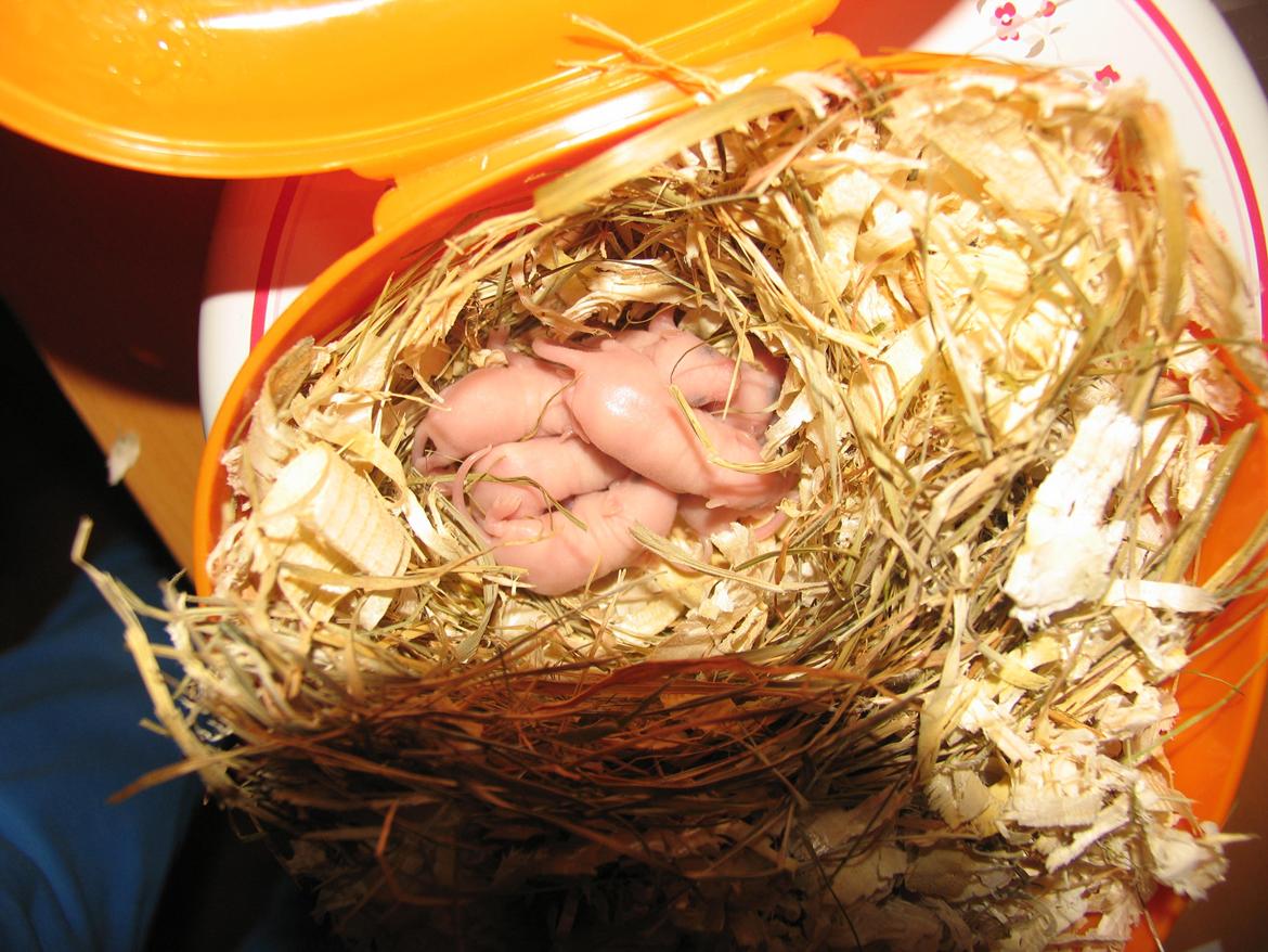 Mus Sniffermus's Fuzzy billede 10