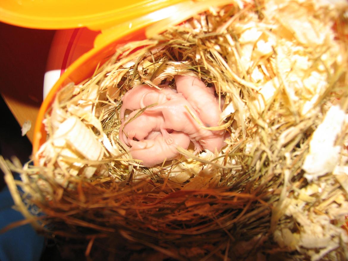 Mus Sniffermus's Fuzzy billede 11