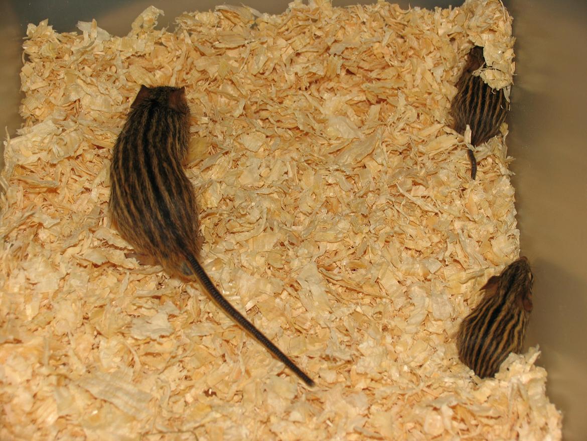 Zebramus Sniffermus's Zera billede 8