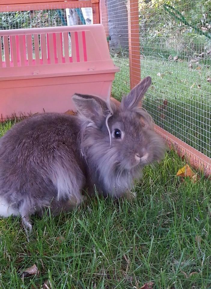 Kanin Skipper<3 billede 1