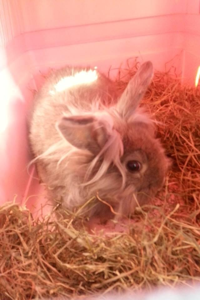 Kanin Skipper<3 billede 3