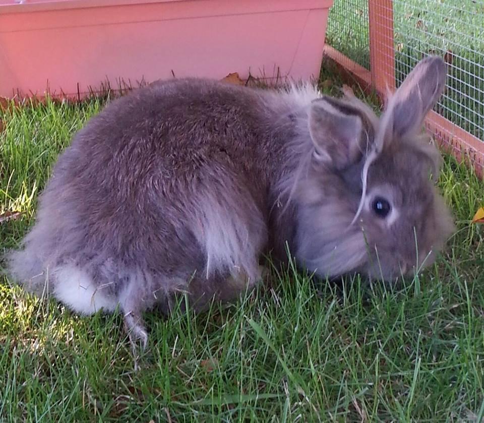 Kanin Skipper<3 billede 4