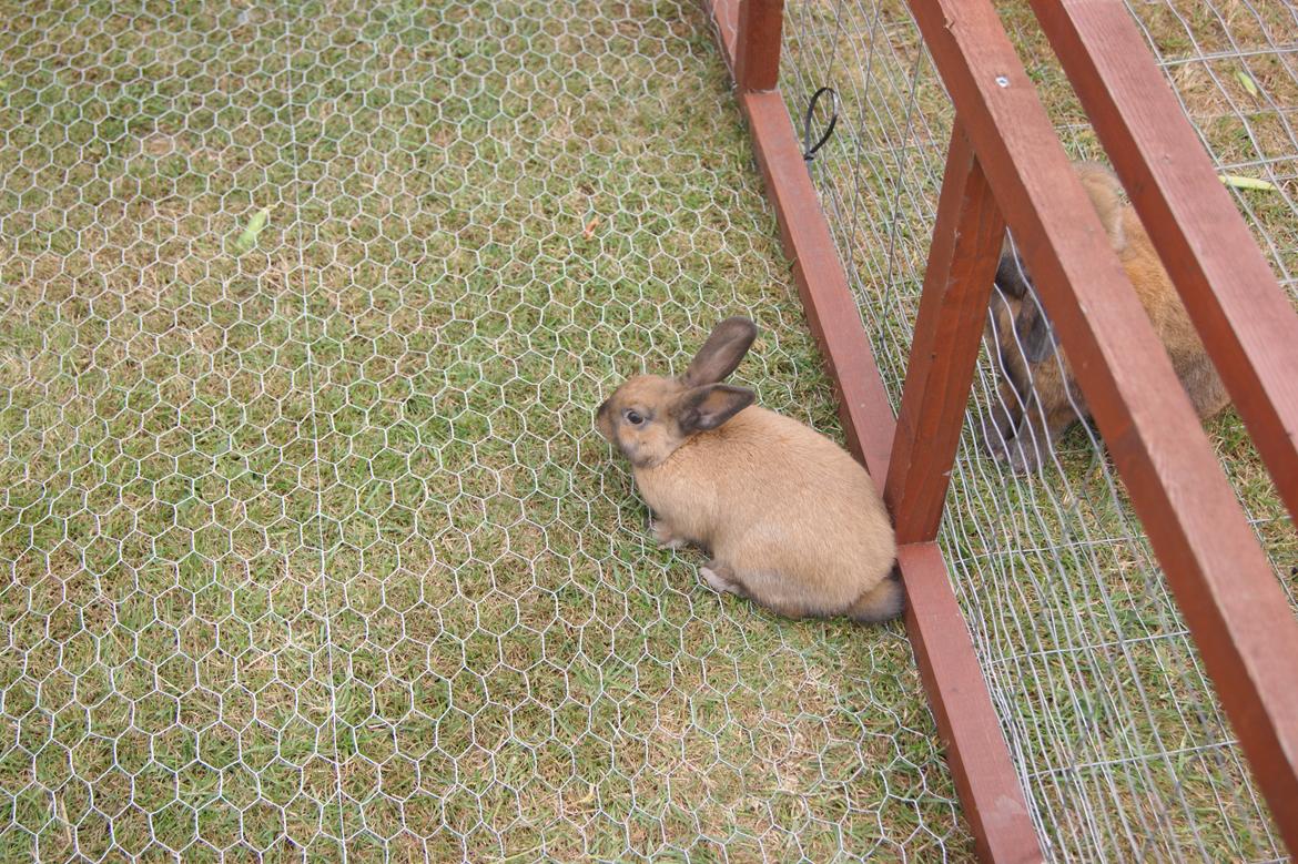 Kanin neylli billede 1