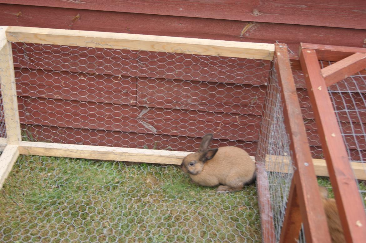 Kanin neylli billede 2