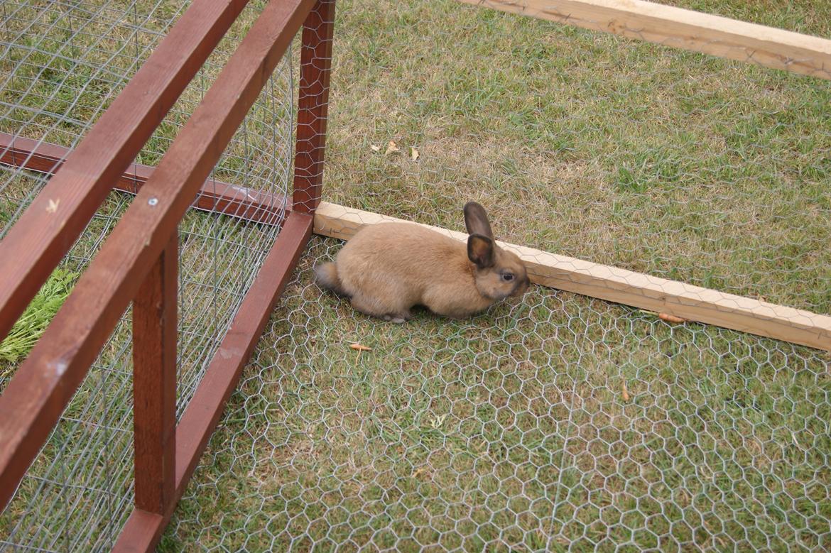 Kanin neylli billede 3