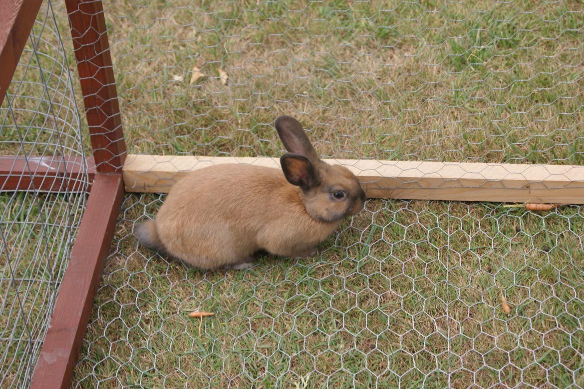 Kanin neylli billede 4