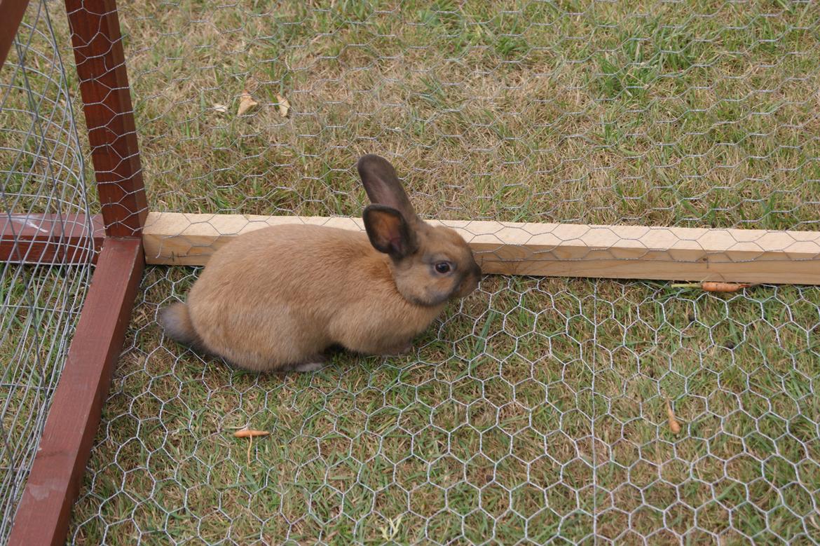 Kanin neylli billede 5