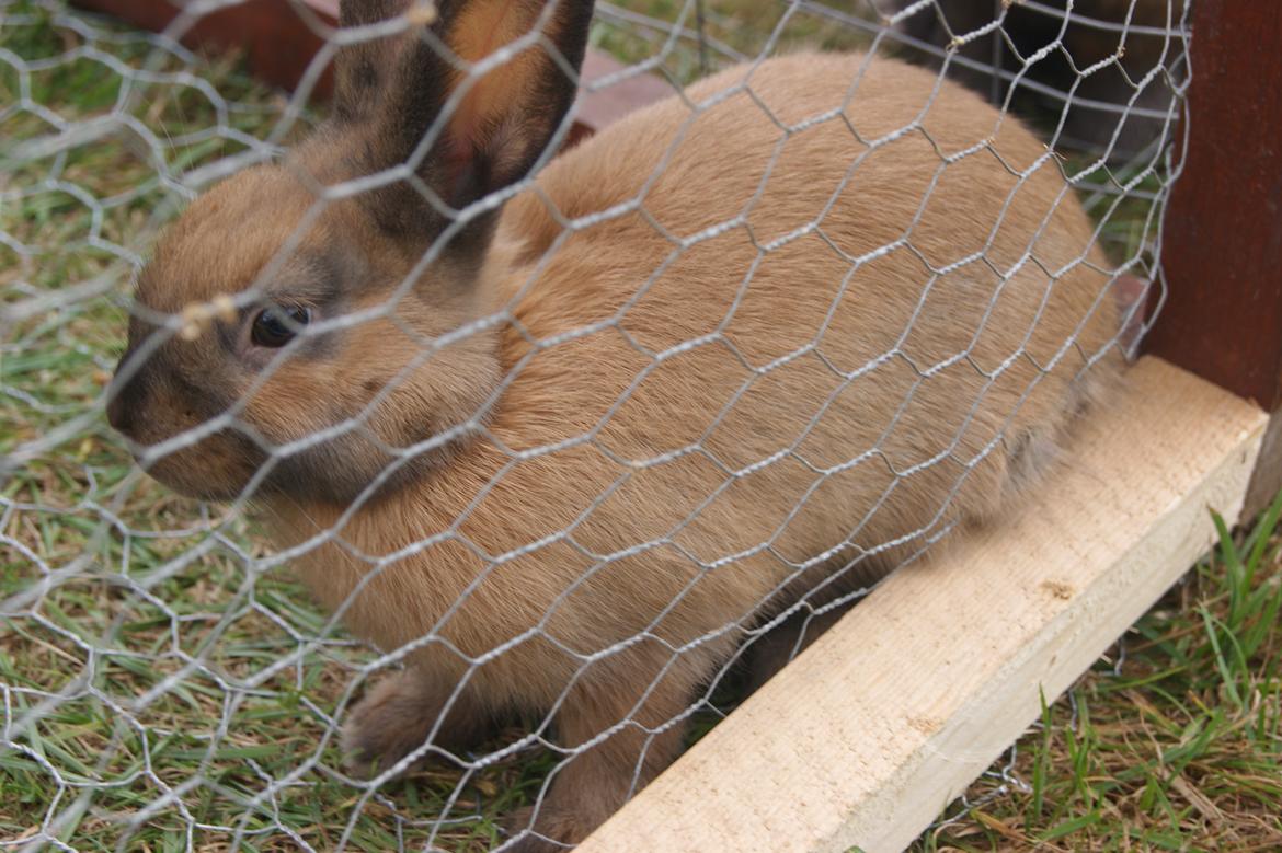 Kanin neylli billede 6