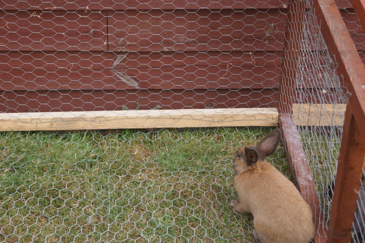 Kanin neylli billede 7