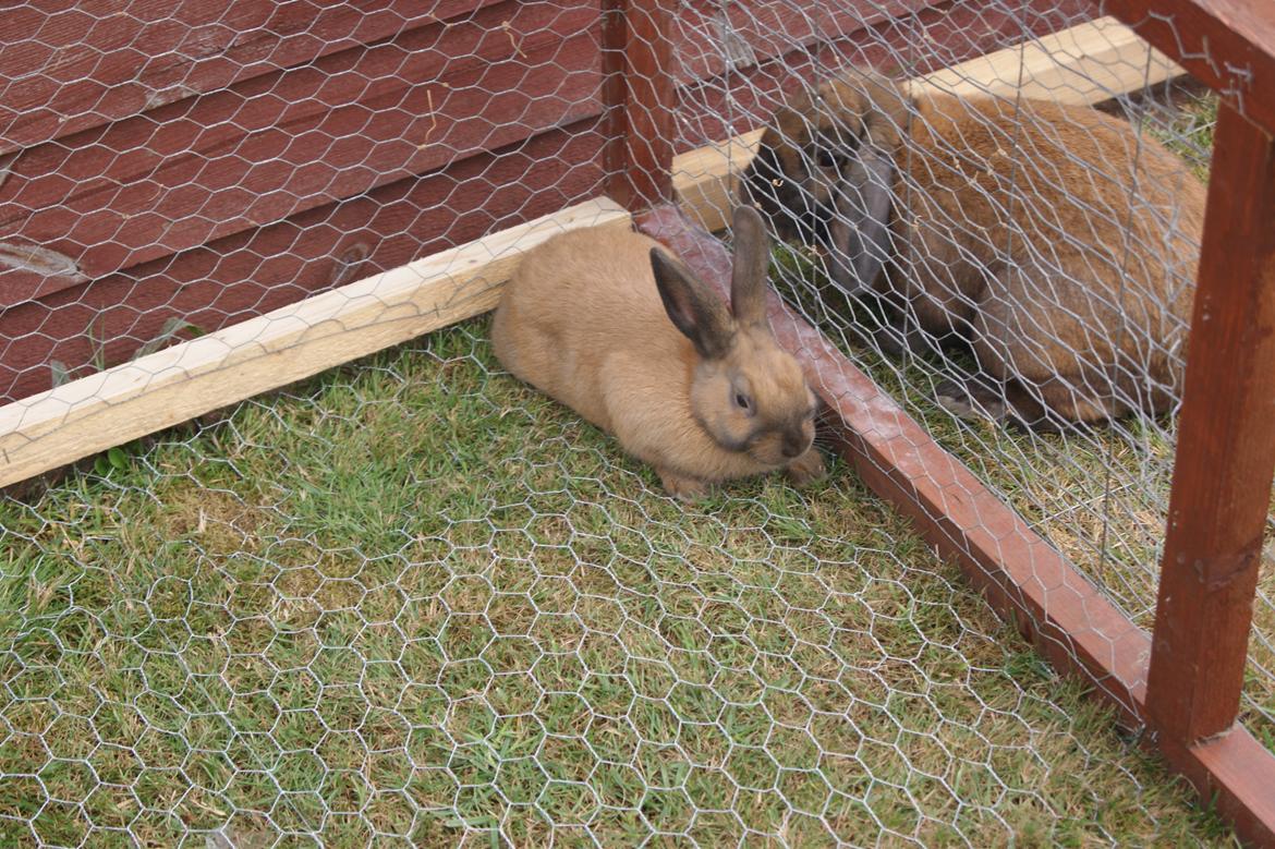 Kanin neylli billede 8