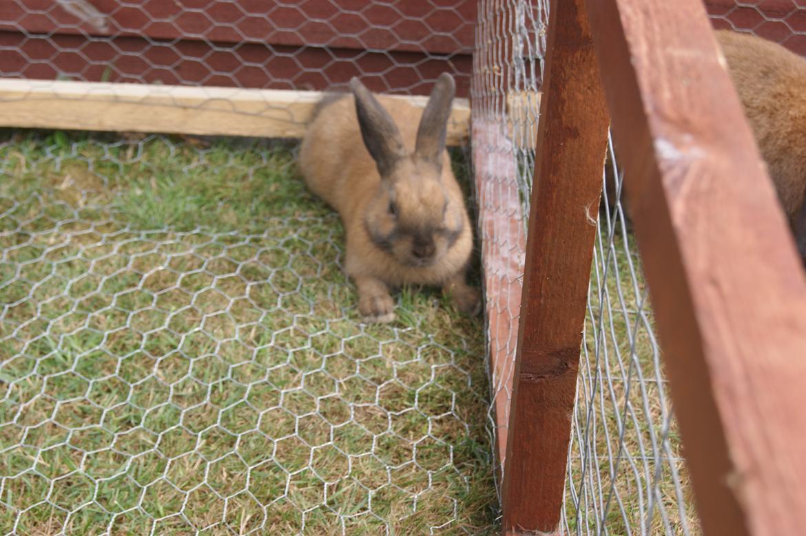 Kanin neylli billede 9