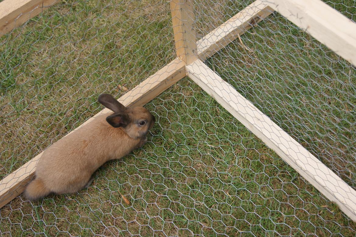 Kanin neylli billede 10