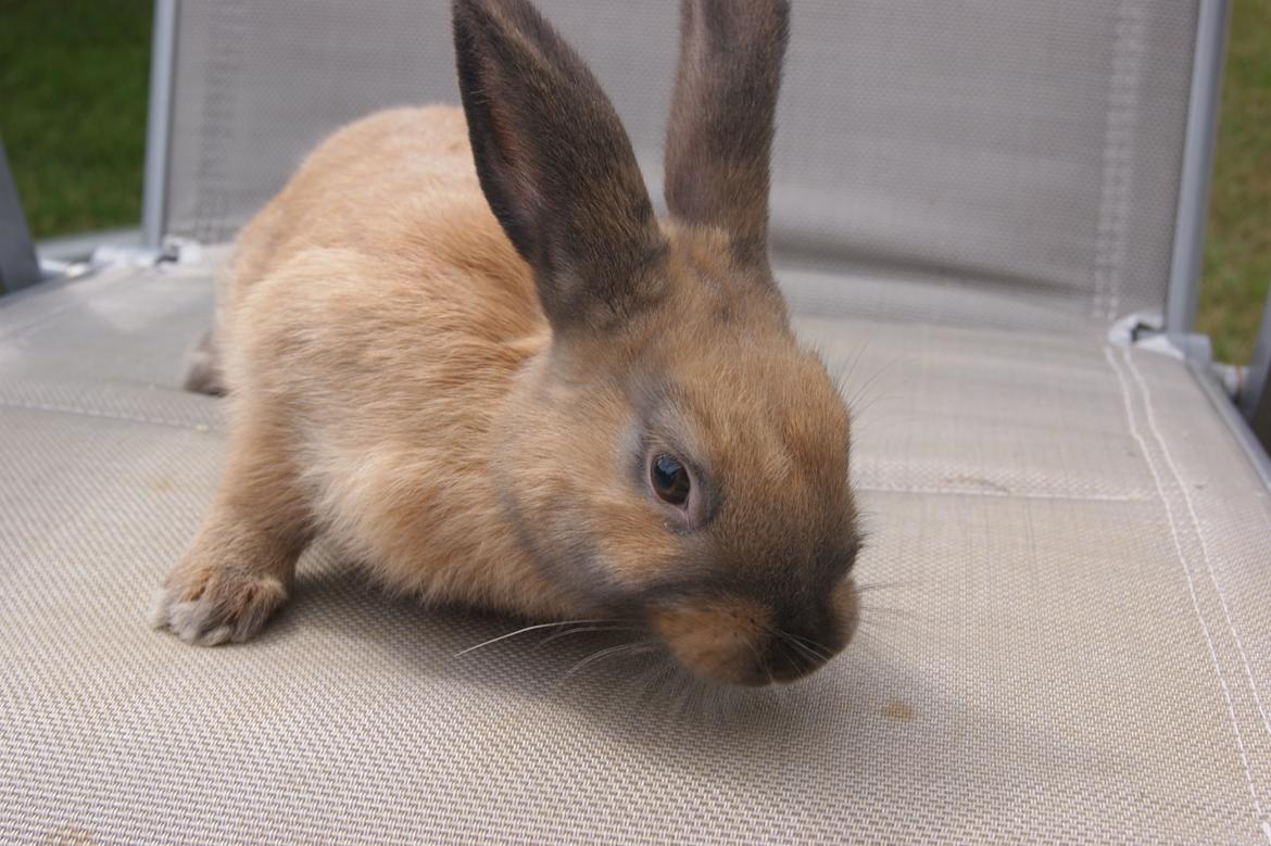 Kanin neylli billede 11