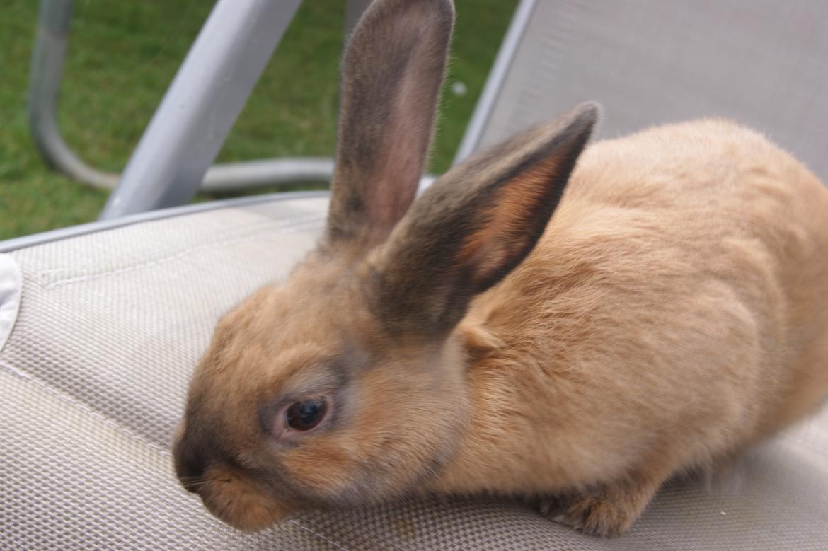 Kanin neylli billede 12