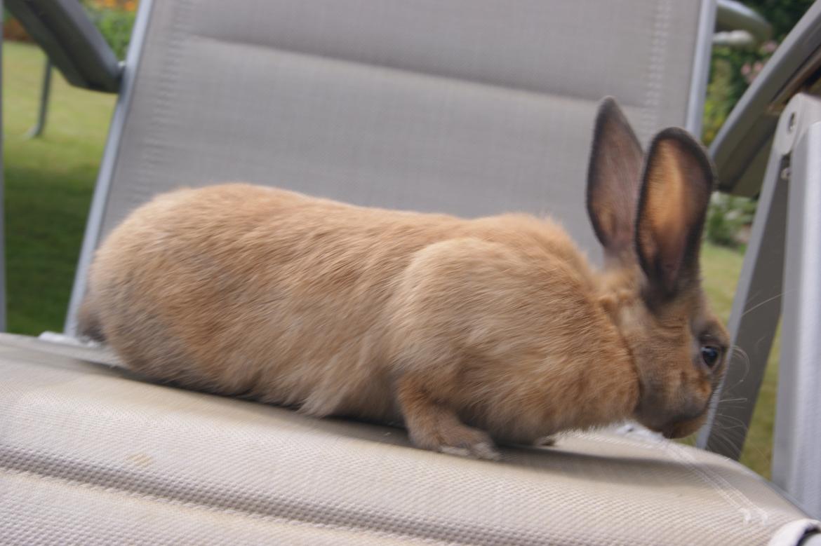 Kanin neylli billede 13