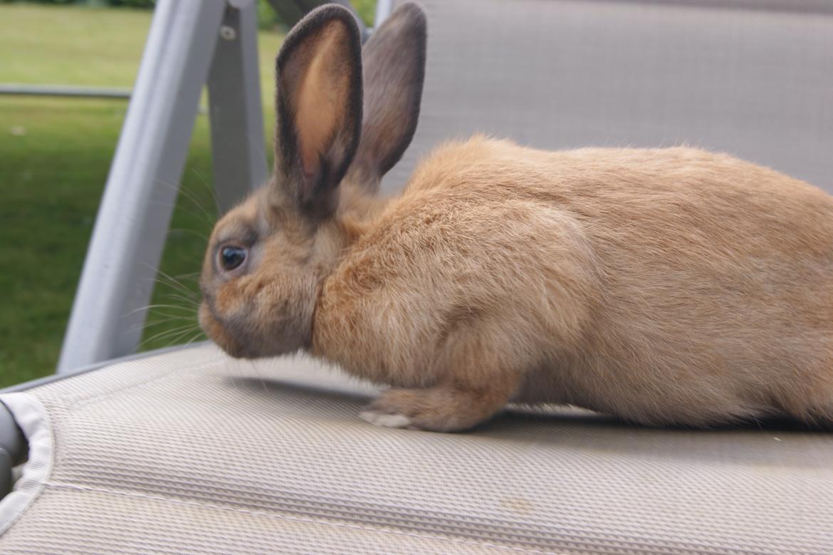 Kanin neylli billede 14