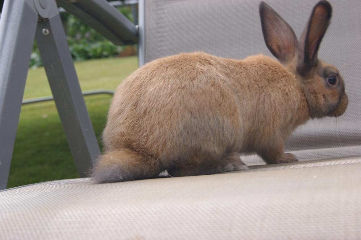 Kanin neylli billede 15