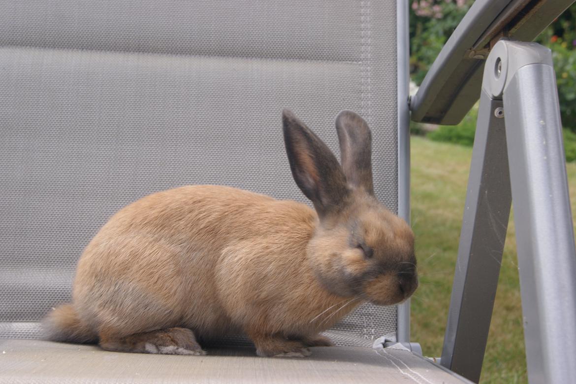 Kanin neylli billede 16