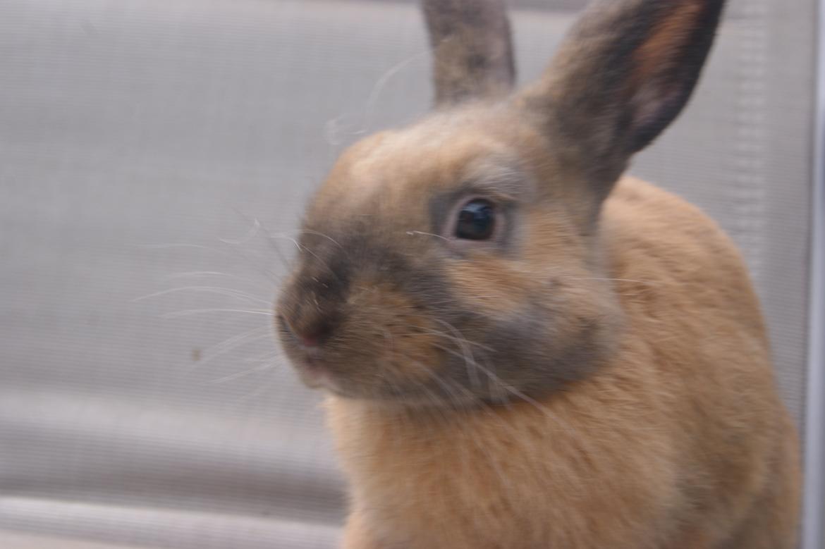 Kanin neylli billede 17