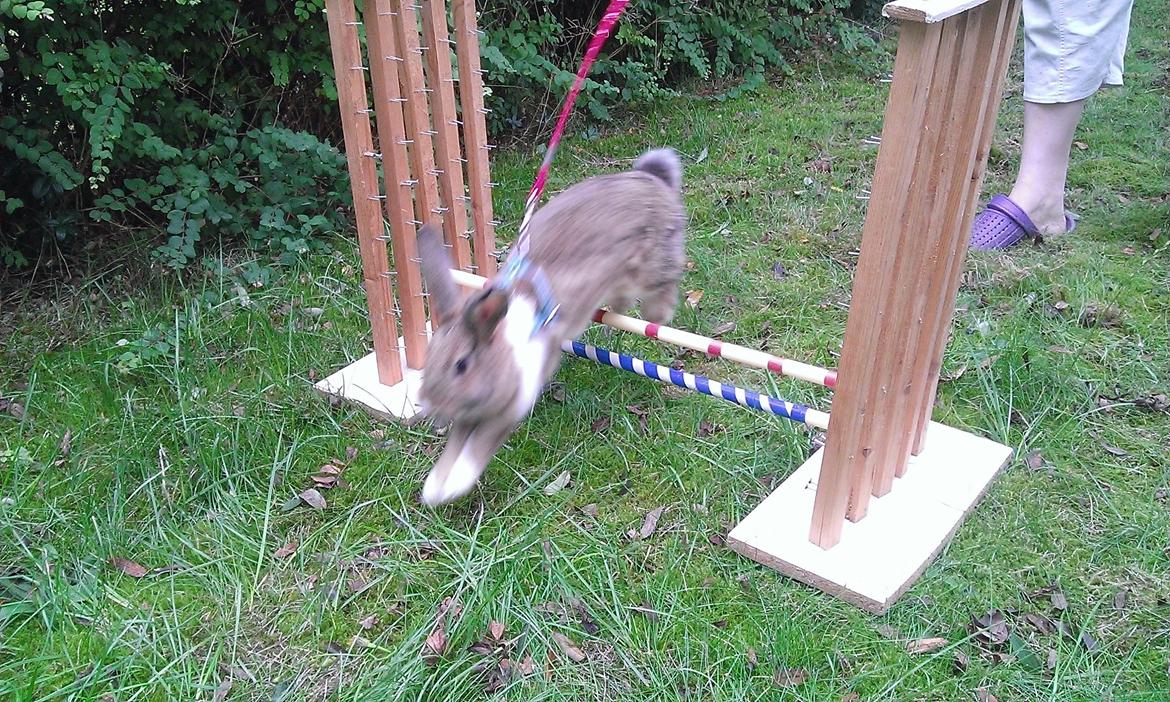 Kanin Rainbow billede 13