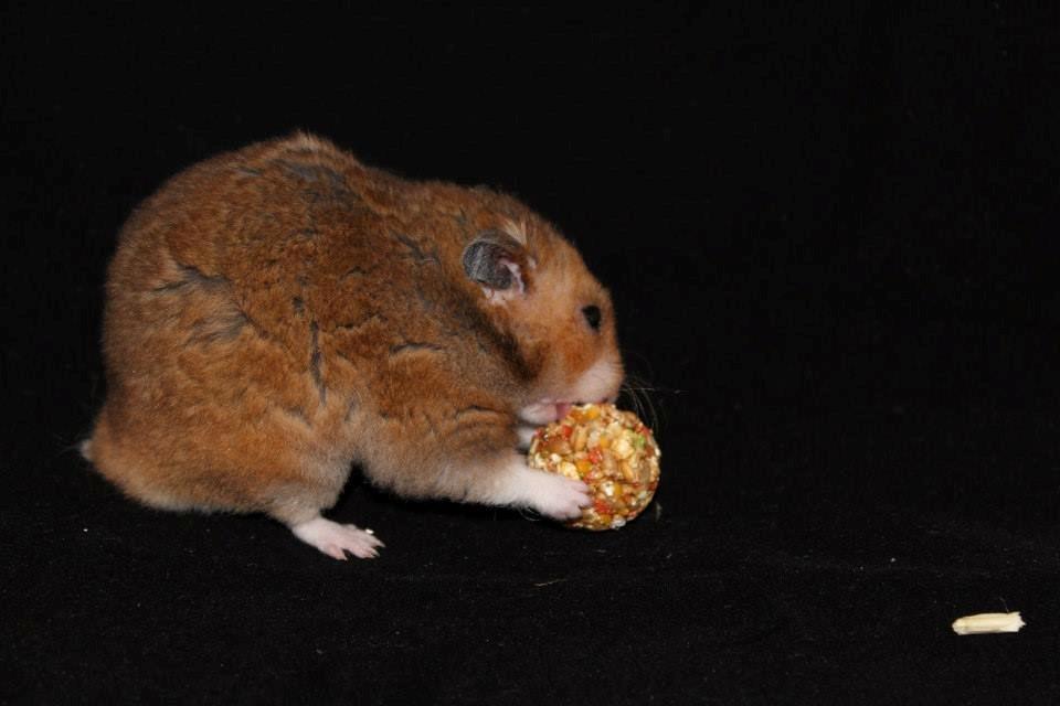 Hamster Malthes Swinger John billede 4