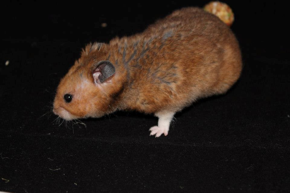 Hamster Malthes Swinger John billede 5