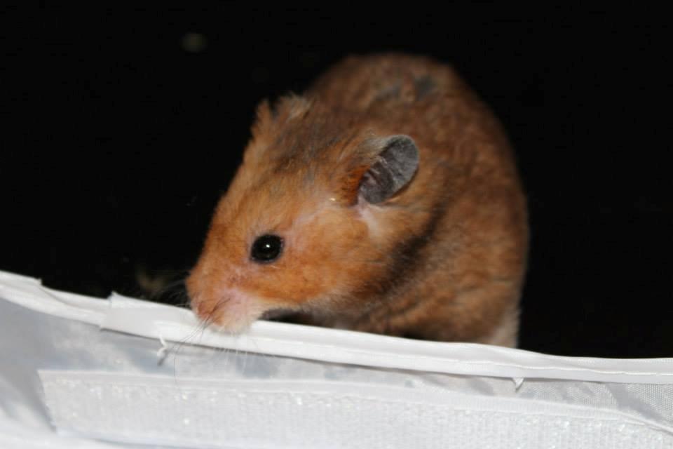 Hamster Malthes Swinger John billede 6