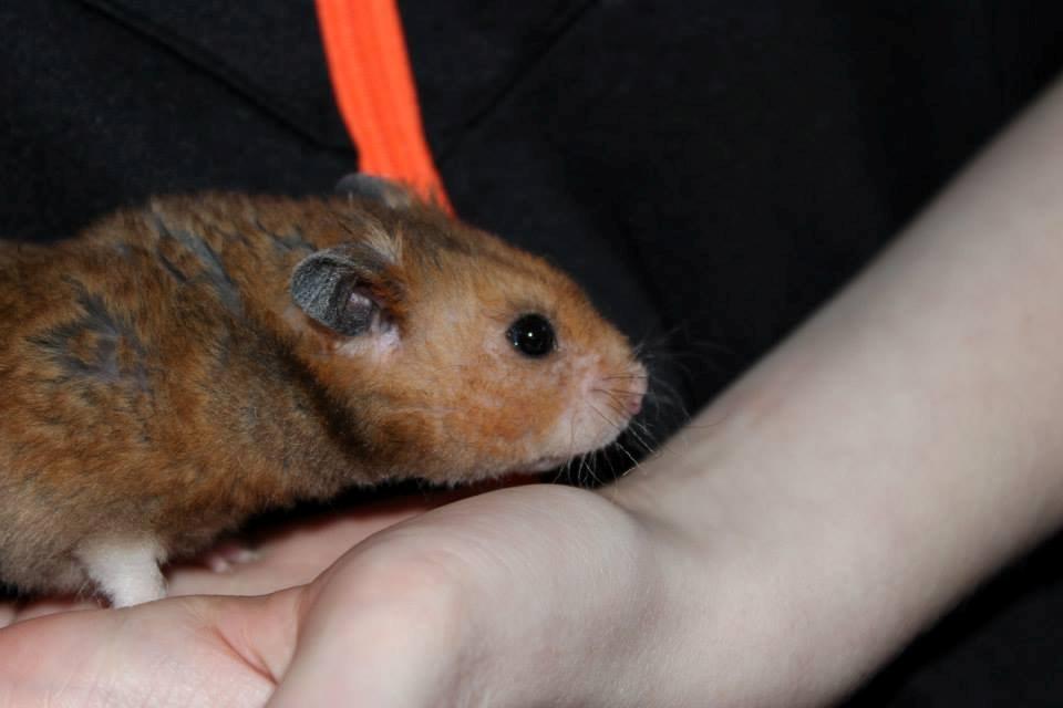 Hamster Malthes Swinger John billede 2