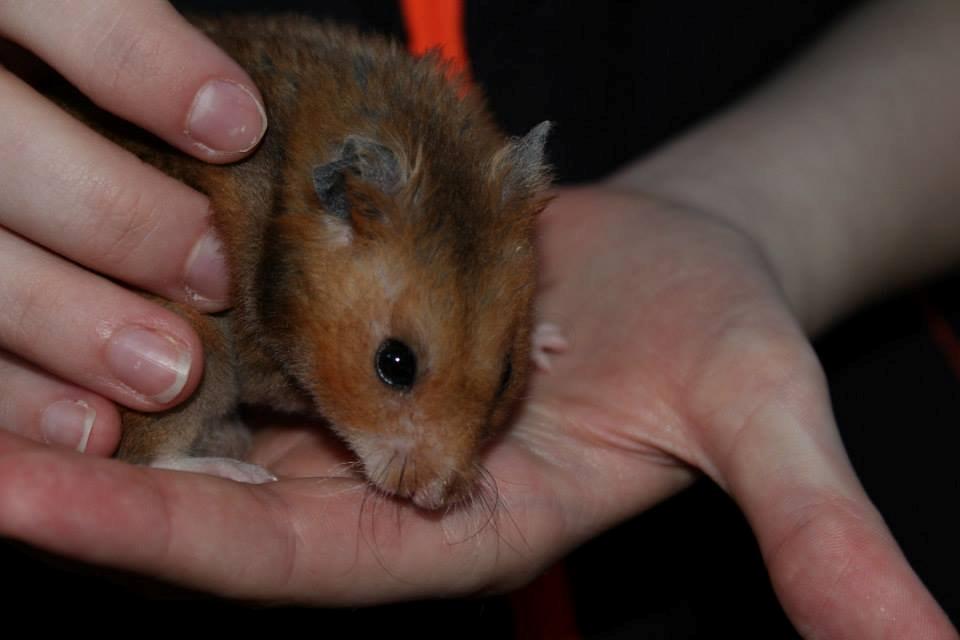 Hamster Malthes Swinger John billede 3