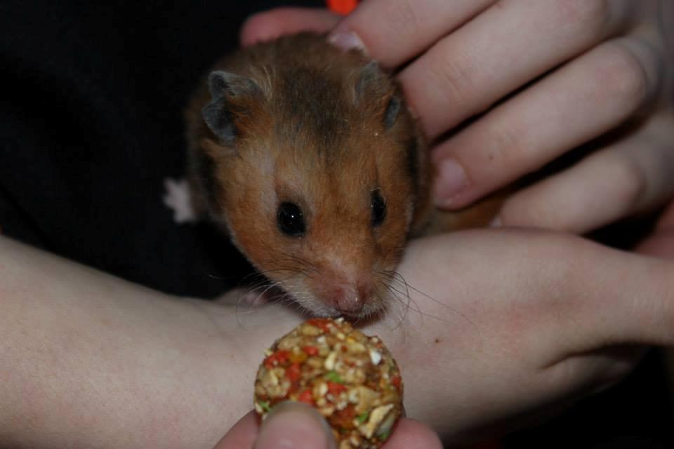 Hamster Malthes Swinger John billede 1