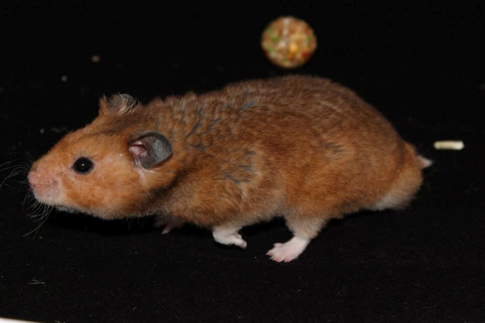 Hamster Malthes Swinger John billede 7