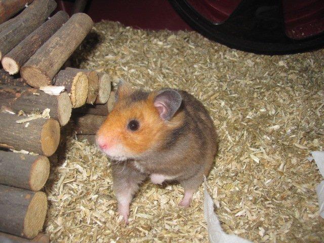 Hamster Malthes Swinger John billede 8