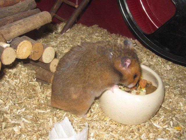 Hamster Malthes Swinger John billede 9