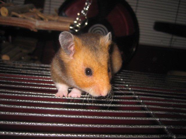 Hamster Malthes Swinger John billede 10