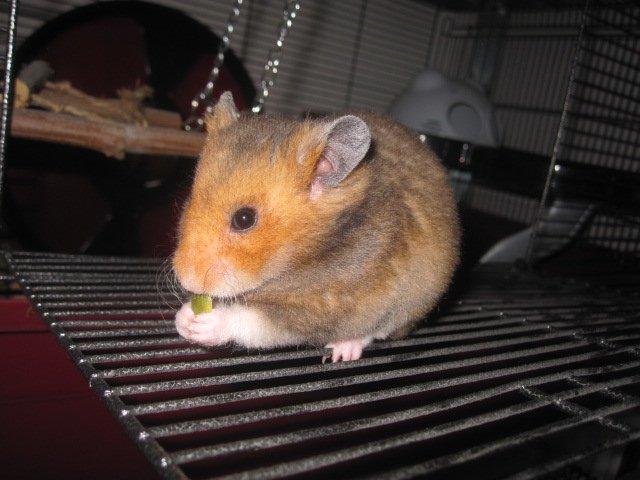 Hamster Malthes Swinger John billede 11