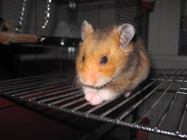 Hamster Malthes Swinger John billede 12