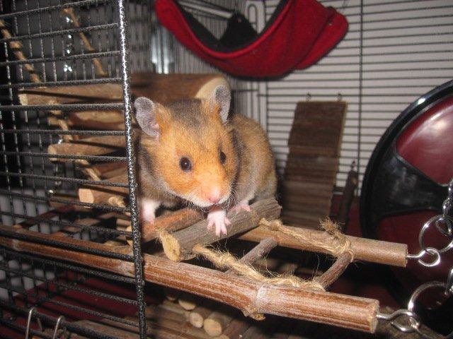 Hamster Malthes Swinger John billede 13