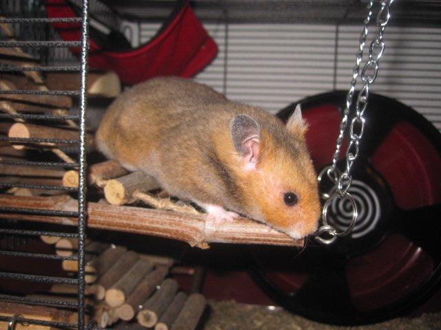 Hamster Malthes Swinger John billede 14