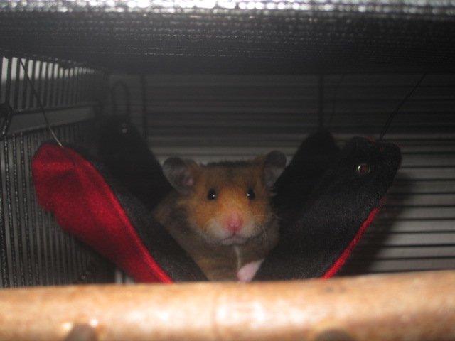 Hamster Malthes Swinger John billede 15