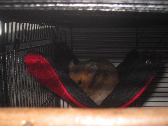 Hamster Malthes Swinger John billede 16