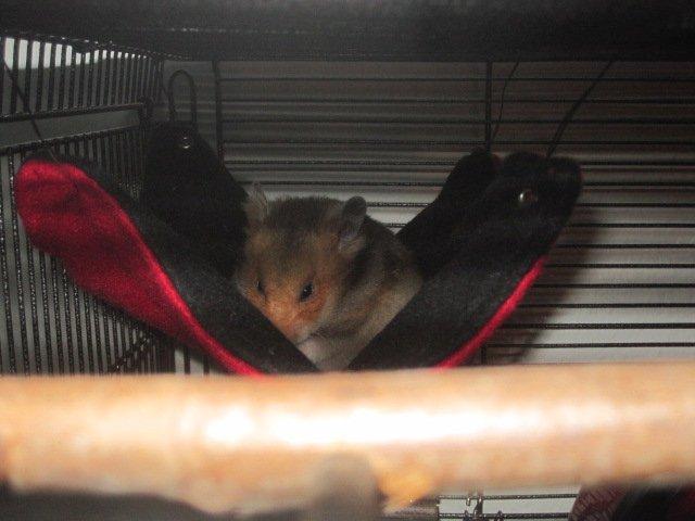 Hamster Malthes Swinger John billede 17