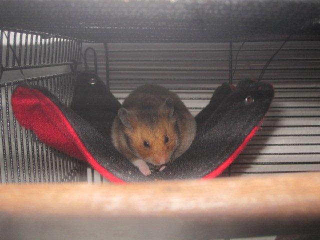 Hamster Malthes Swinger John billede 18