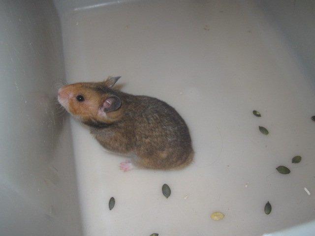 Hamster Malthes Swinger John billede 19