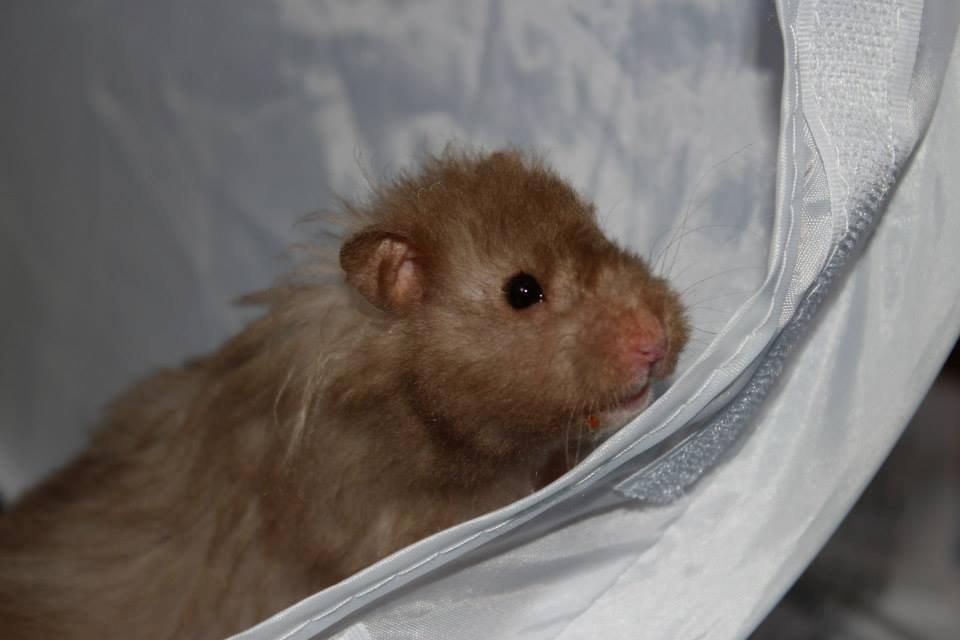 Hamster Simses Fiona billede 9