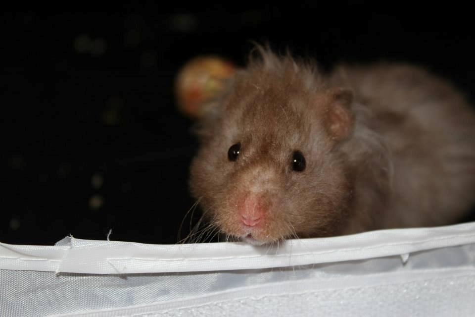 Hamster Simses Fiona billede 10