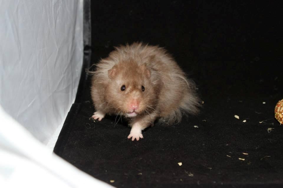 Hamster Simses Fiona billede 11