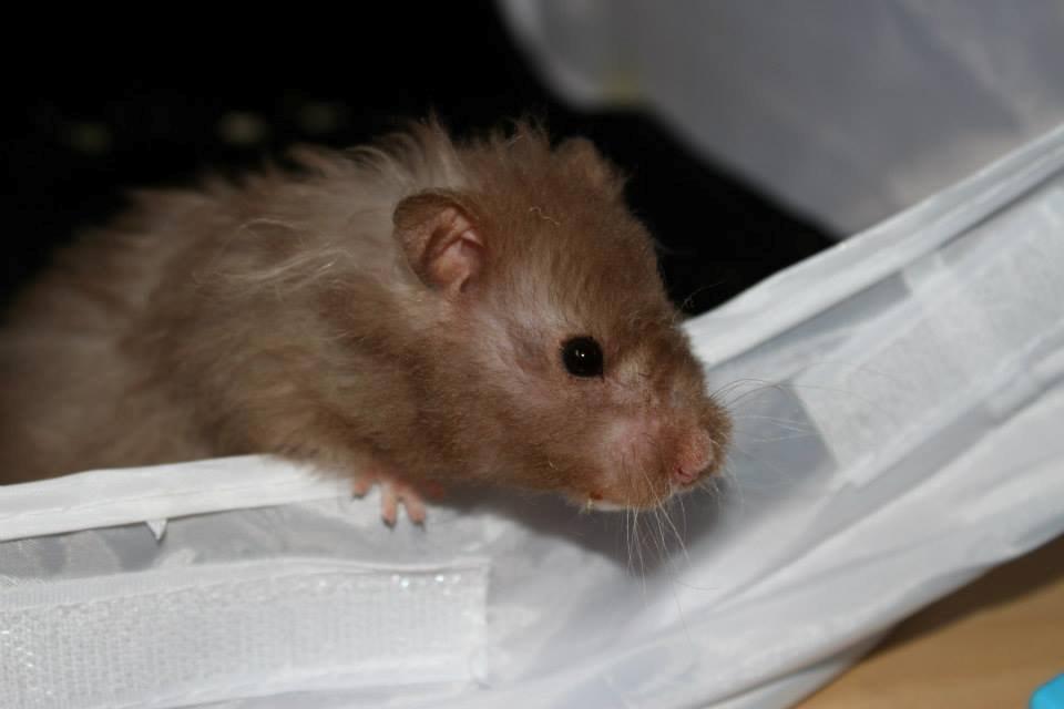 Hamster Simses Fiona billede 12