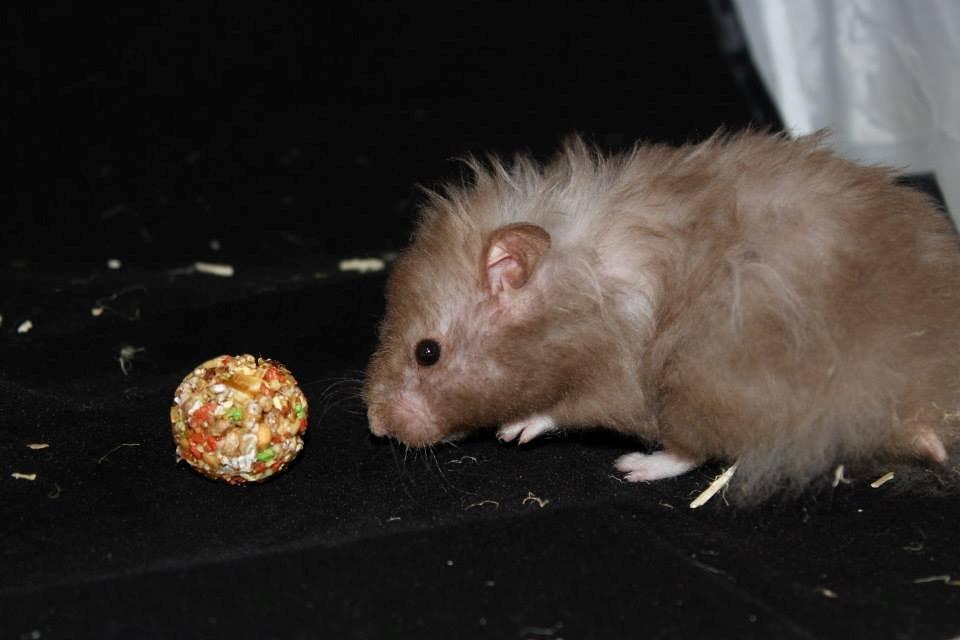 Hamster Simses Fiona billede 13