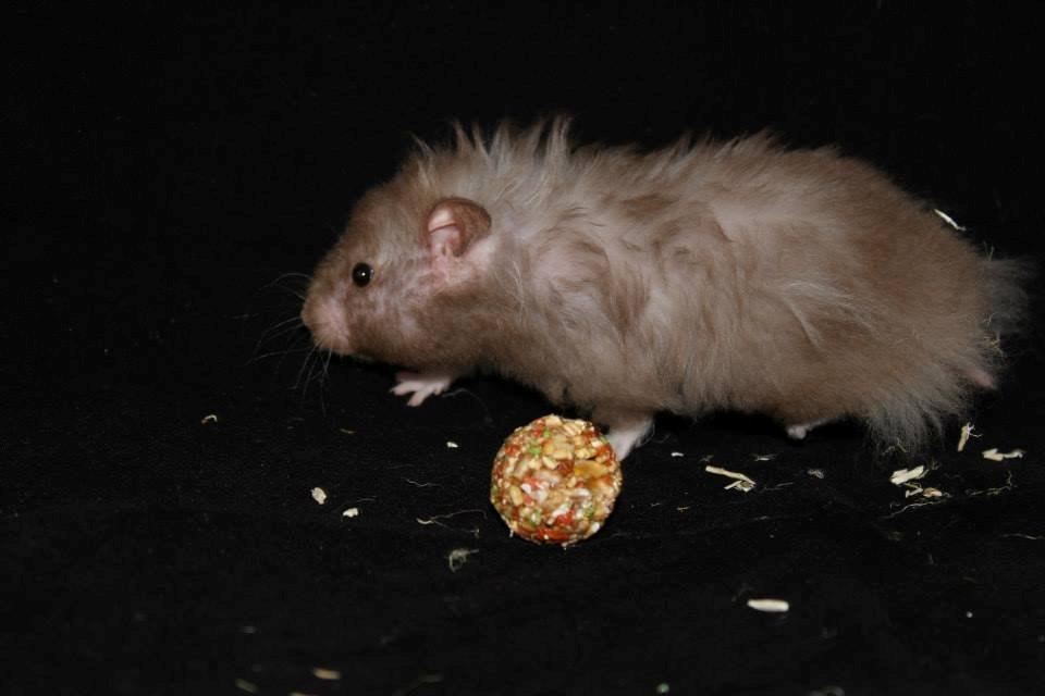 Hamster Simses Fiona billede 14