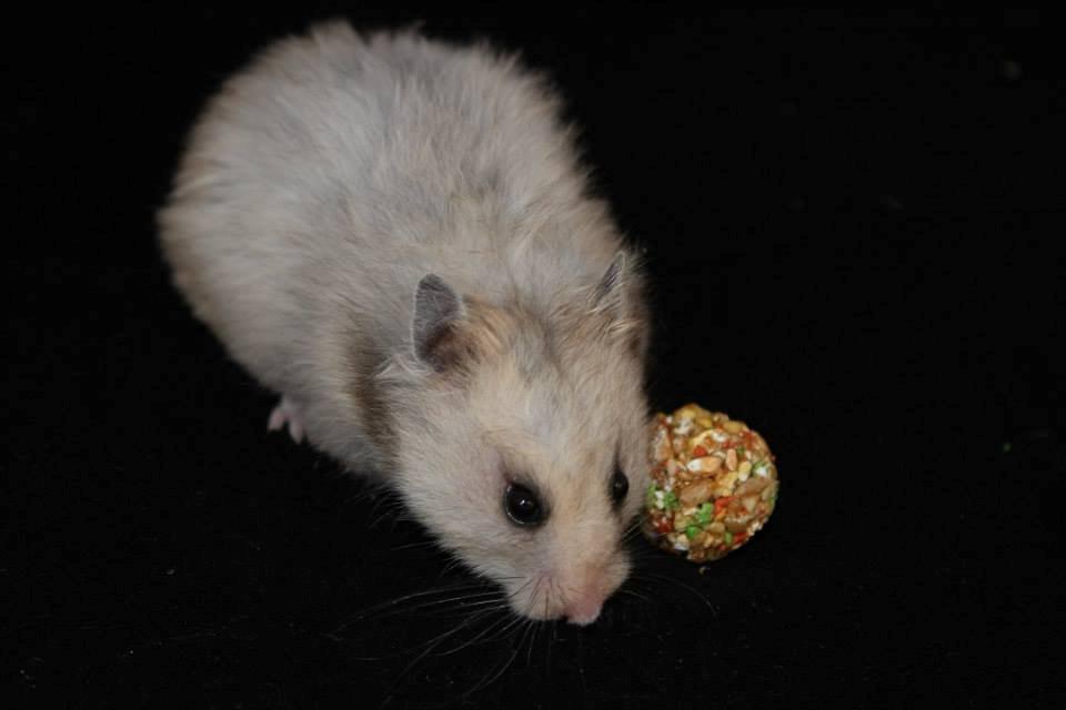 Hamster Lindes Merci billede 7